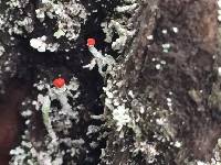 Cladonia macilenta image