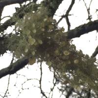 Usnea intermedia image