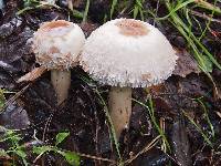 Chlorophyllum brunneum image