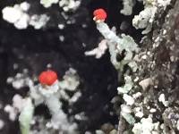 Cladonia macilenta image