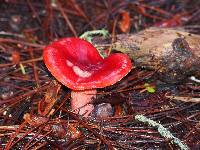 Russula sanguinaria image