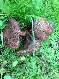 Boletus chrysenteron image