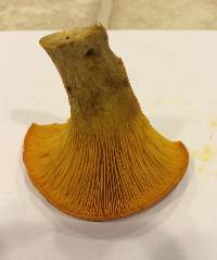 Omphalotus illudens image