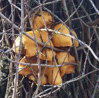 Omphalotus olivascens image