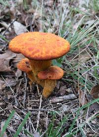 Omphalotus illudens image