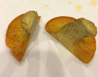 Omphalotus illudens image