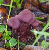 Laccaria amethysteo-occidentalis image