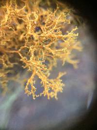 Teloschistes flavicans image