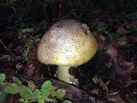 Amanita phalloides image