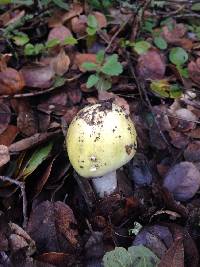 Amanita phalloides image