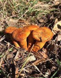 Omphalotus illudens image