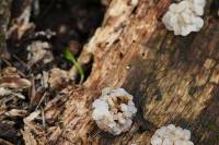 Tremella reticulata image