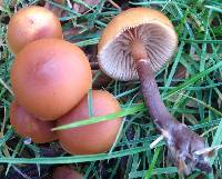 Galerina marginata image