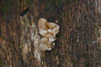 Tremella reticulata image