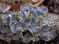 Trametes versicolor image