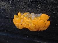 Tremella mesenterica image