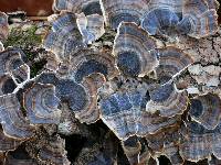 Trametes versicolor image