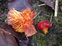 Hygrocybe punicea image