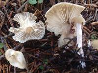 Image of Clitocybe deceptiva