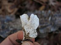 Trametes versicolor image