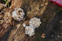 Tremella reticulata image