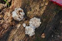 Tremella reticulata image