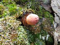 Calostoma cinnabarinum image