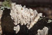 Trametes versicolor image