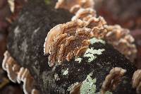 Trametes versicolor image