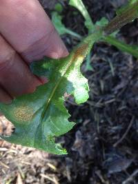 Puccinia lagenophorae image