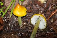 Hygrocybe singeri image