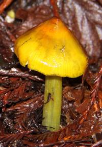 Hygrocybe singeri image