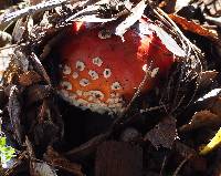 Amanita muscaria image