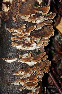 Trametes versicolor image