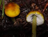 Hygrocybe singeri image