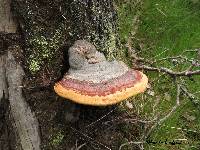 Fomitopsis pinicola image