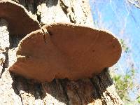 Phellinus rimosus image