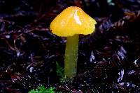 Hygrocybe chlorophana image