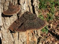 Image of Phellinus rimosus