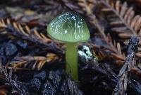 Hygrocybe psittacina var. psittacina image