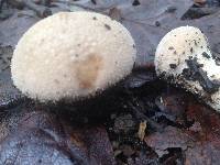 Lycoperdon perlatum image