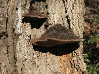 Phellinus rimosus image