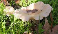 Clitocybe nebularis image