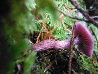 Laccaria amethysteo-occidentalis image