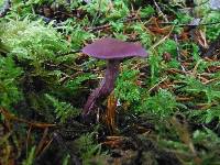 Laccaria amethysteo-occidentalis image