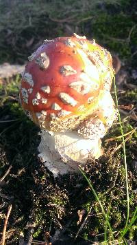 Amanita muscaria image