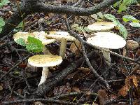 Amanita phalloides image