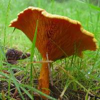 Hygrophoropsis aurantiaca image