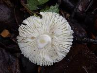 Amanita phalloides image