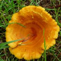 Hygrophoropsis aurantiaca image